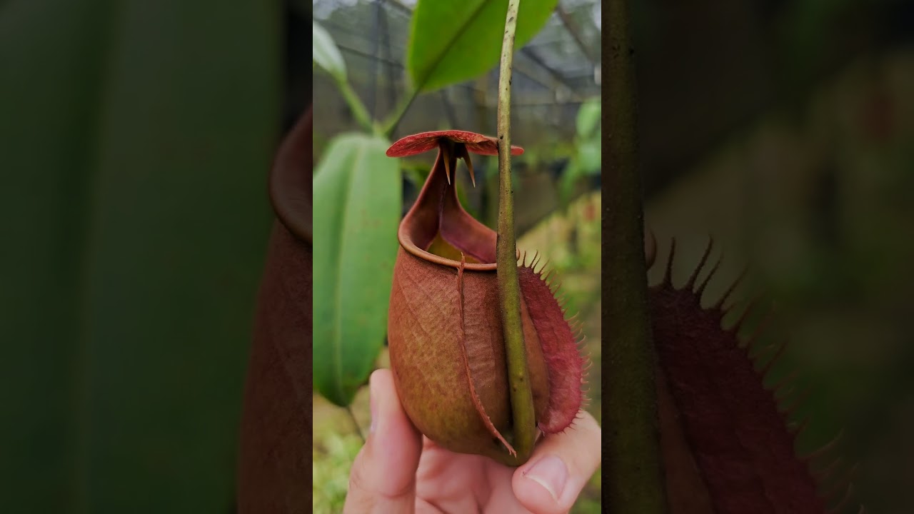 Nepenthes bicalcarata 030725