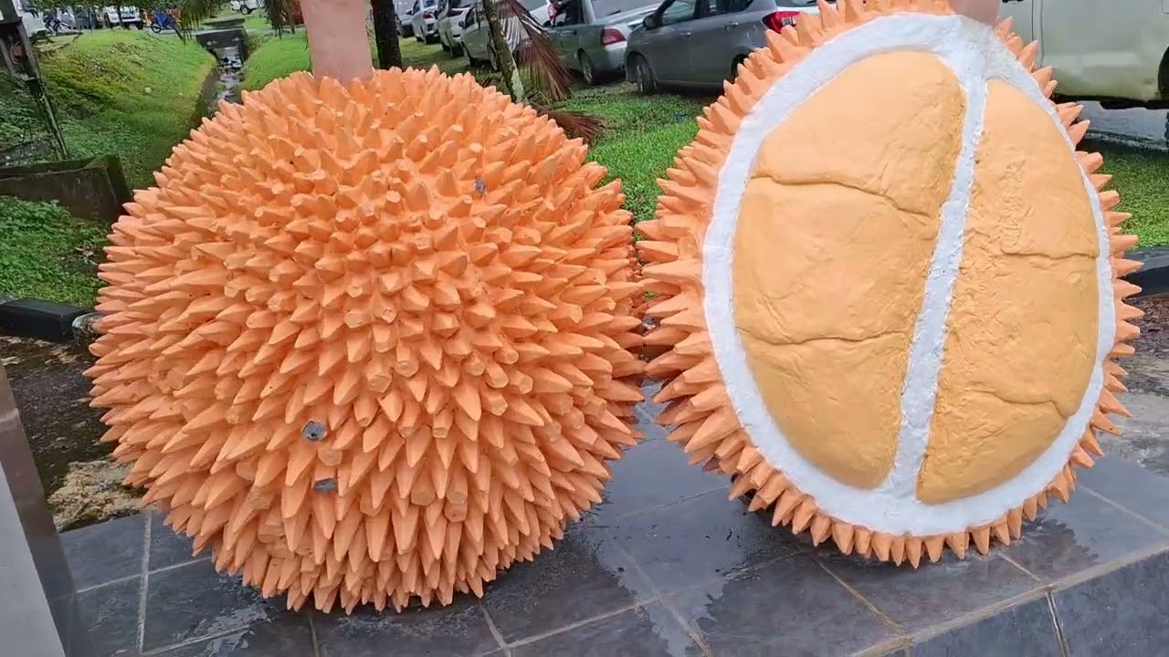 Eating Pakan / Jungle Durian (Durio kutejensis) under Pakan Statue in Pakan Town