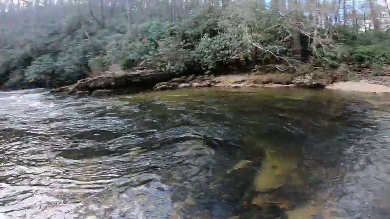 one night Solo Camp and FISH WILD GA BROWN TROUT Feb 2026