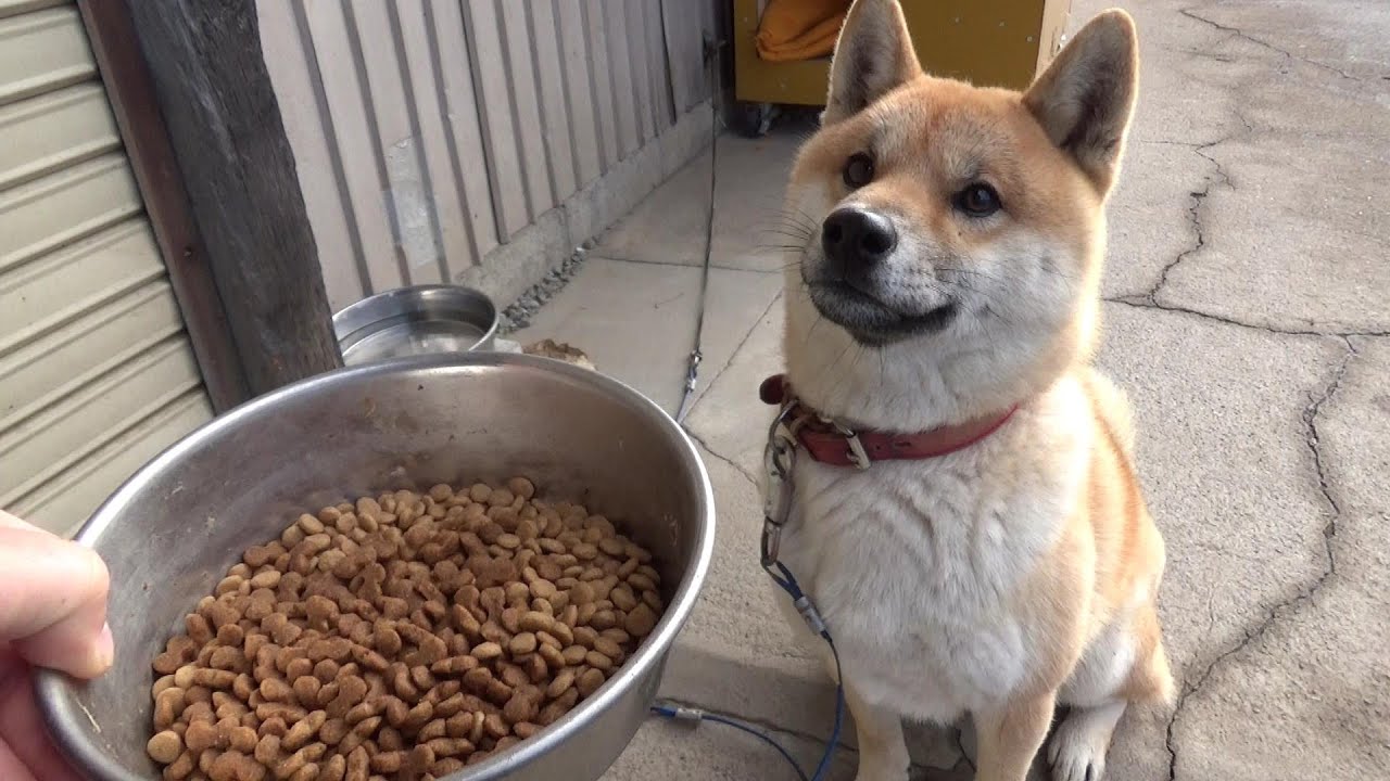 ドッグフード変えたら喰い付きが違い過ぎる柴犬
