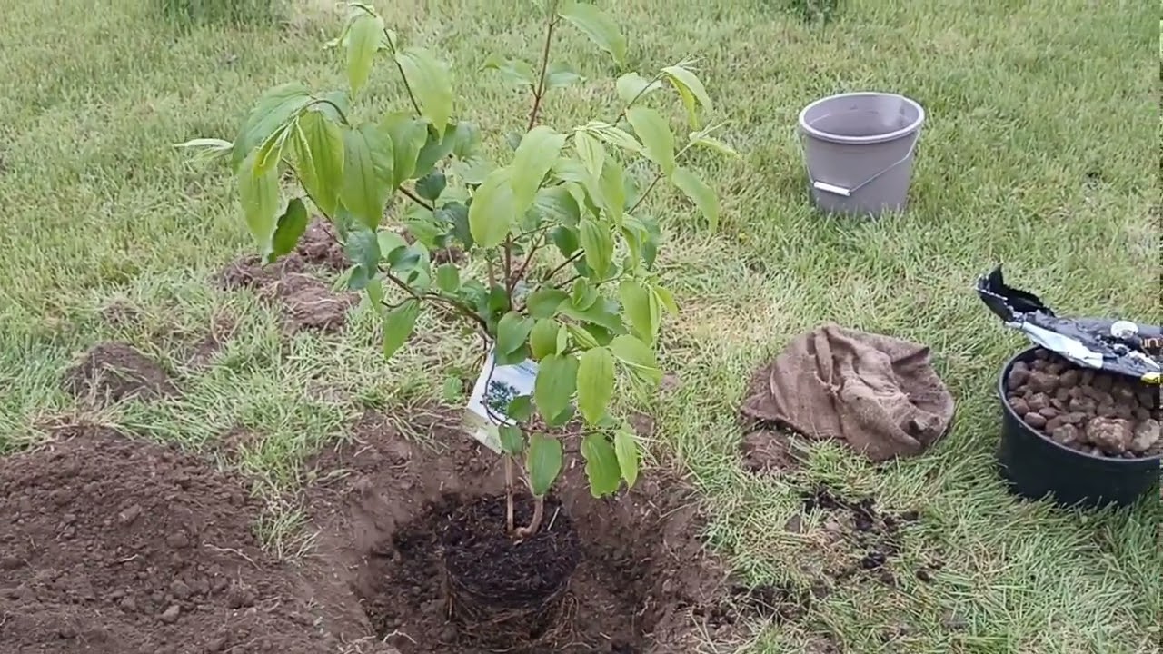 PLANTATION d'un ARBRE. Du TROU à l'ARROSAGE.    Les RÈGLES à RESPECTER.