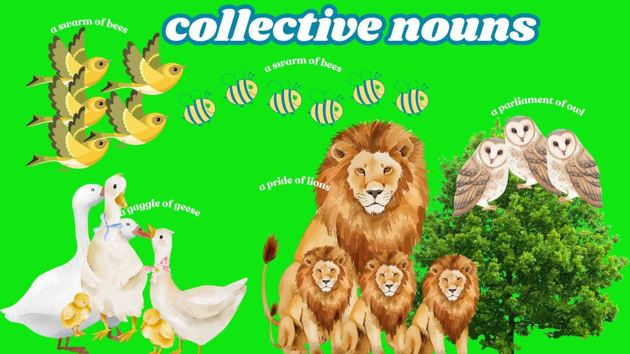 Collective nouns | Learning videos for kids | Vocabulary building | Learn English