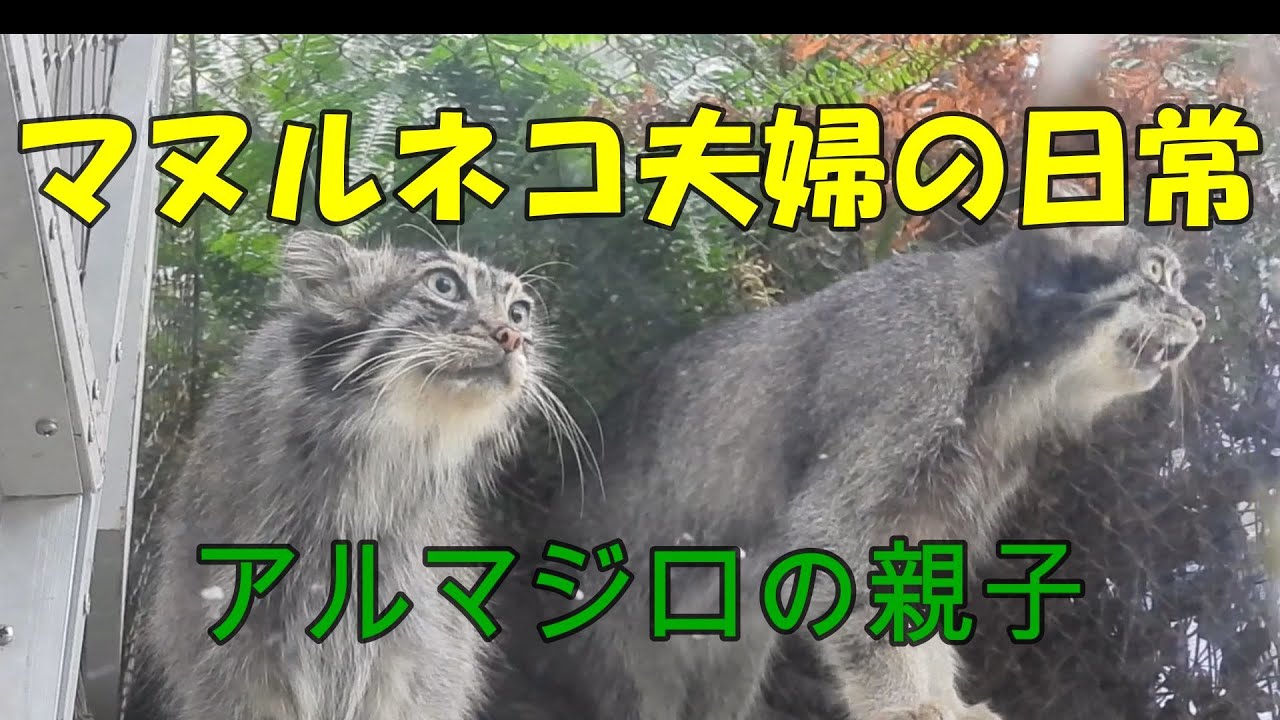 マヌルネコ夫婦の日常とアルマジロの親子　神戸どうぶつ王国のマヌルネコとアルマジロ