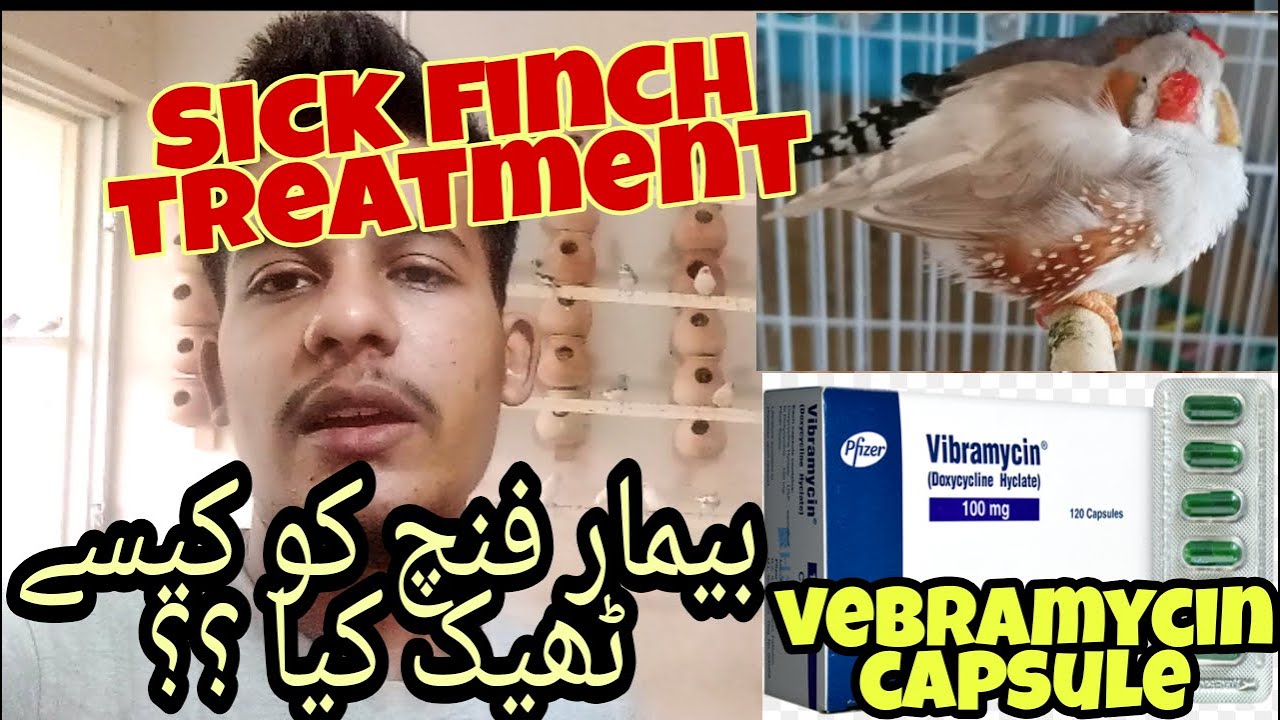 Sick Finch Treatment by VABRAMYCIN Capsule | 29th Vlog | Beemar Finch Ka Elag | #VabramycinCapsule