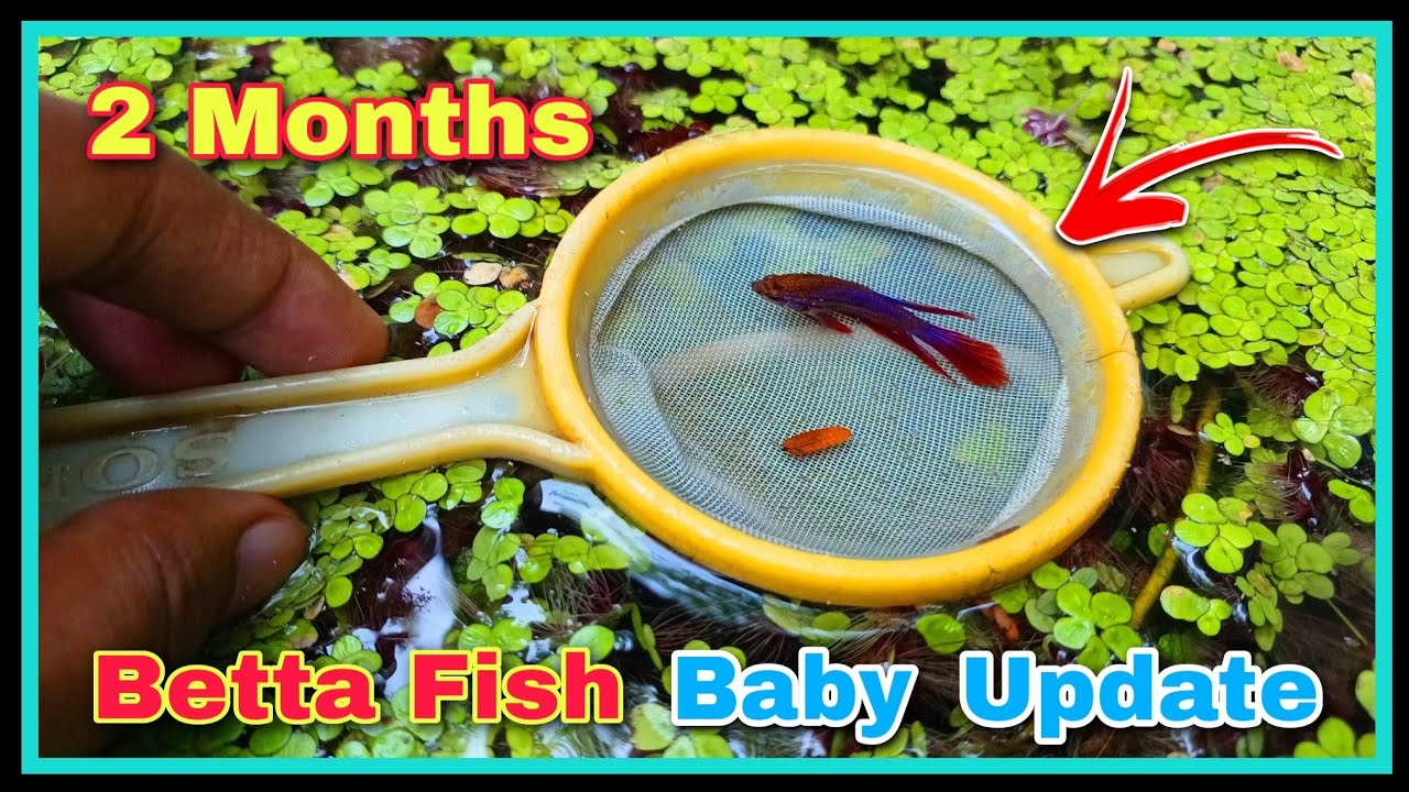 Betta Fish Fry Baby 2 Months Update 😍😍 || New Betta Fish Breeding Project