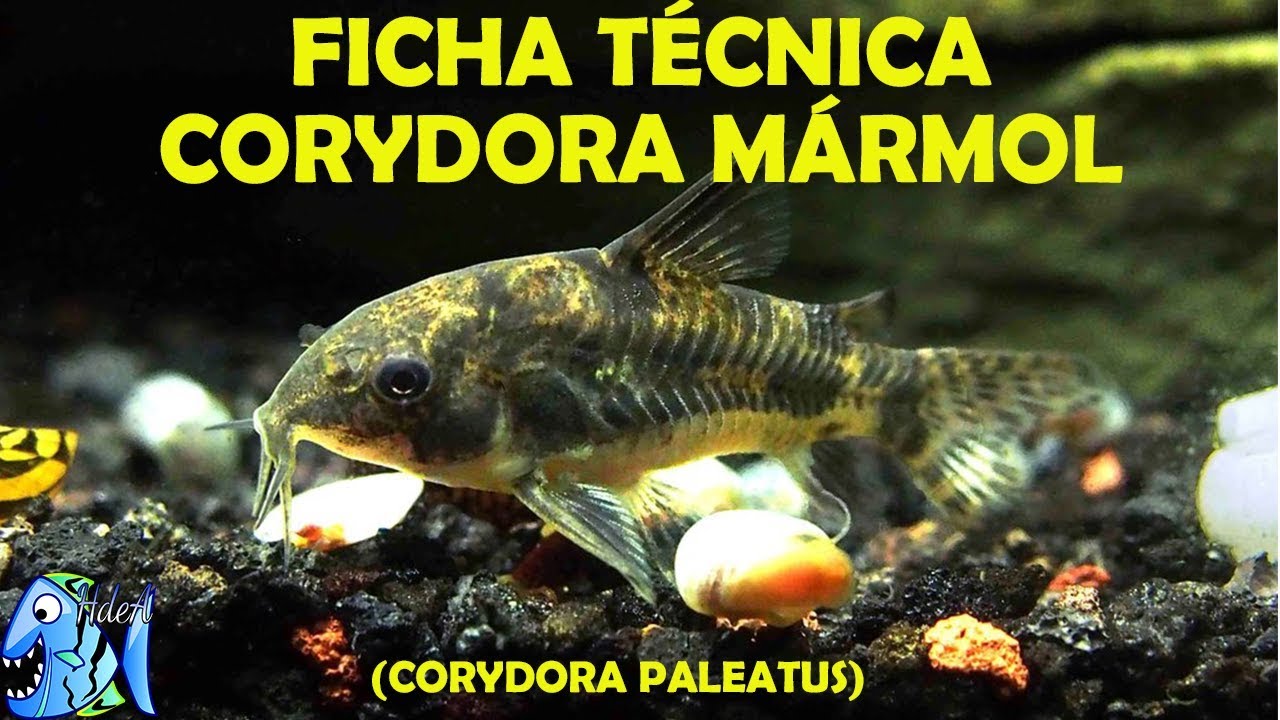 Ficha técnica Corydora mármol o pimienta (corydora paleatus)