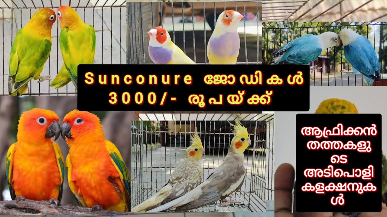 സൺ കോനൂർ ജോടികൾ 3000/- രൂപയ്ക്ക്, ആഫ്രിക്കൻ തത്തകളുടെ അടിപൊളി കളക്ഷനുകൾ