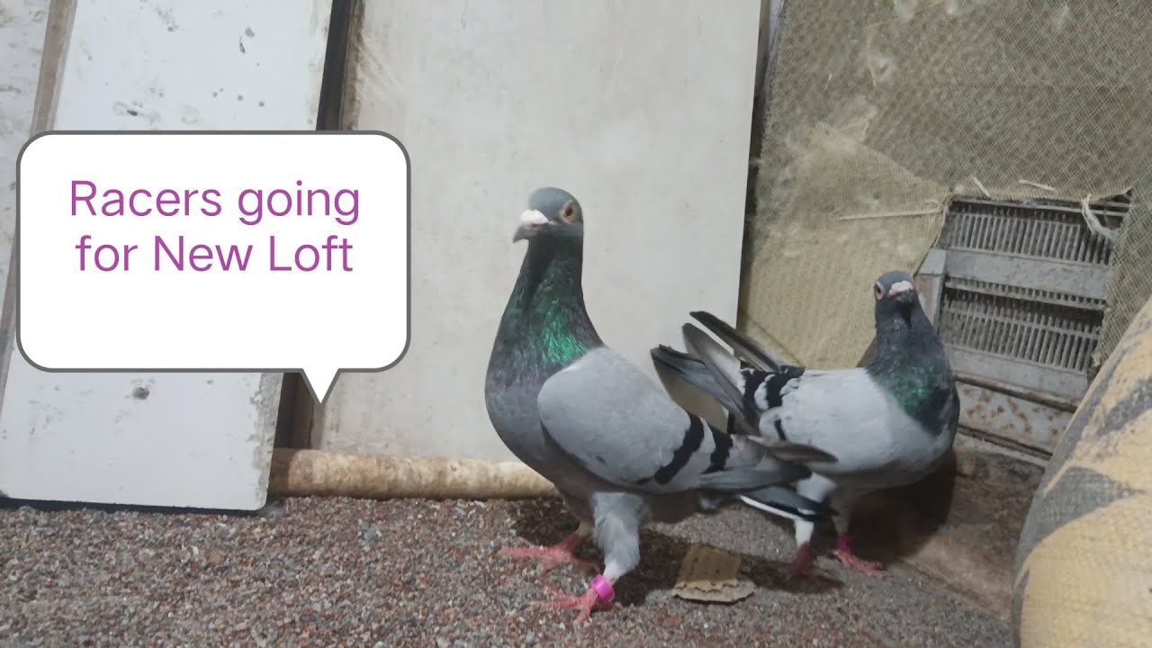 Racing Homer pigeons for Sale in Bangalore , Karnataka.8123902526 #pigeon #birds #racinghomer