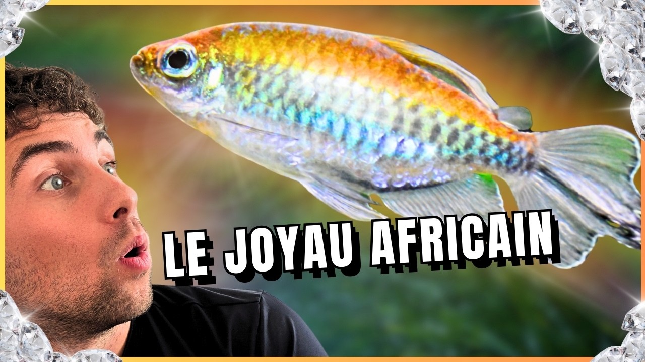 Le poisson de banc qui brille - Tétra du Congo