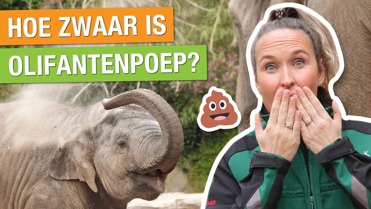ZOVEEL EET EN POEPT EEN OLIFANT! 😱 DIT MOET JIJ WETEN OVER DIERENPOEP! 💩 | Carlijns Dierenvraag #55