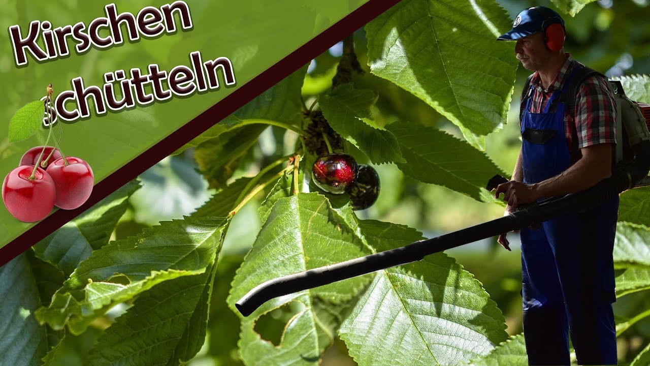 MURHOF-LOG #4🍒KIRSCHEN schütteln