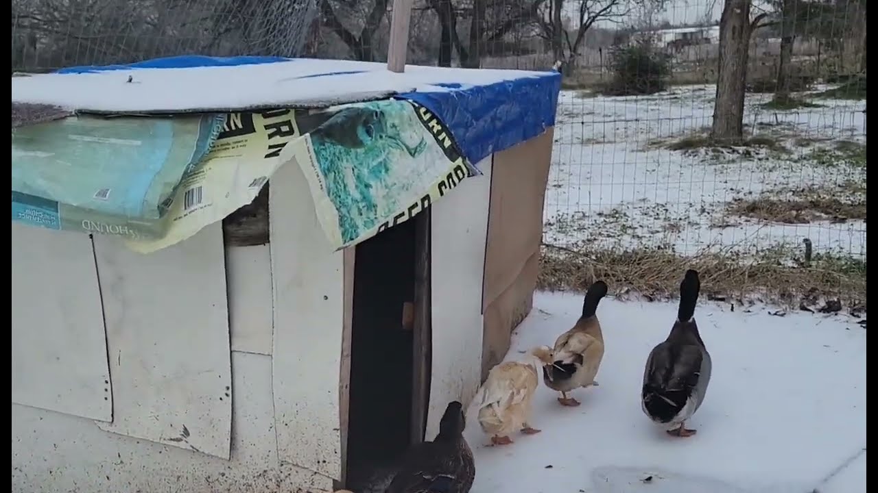 Our ducks survived snowing Texas, America. @Vivi Mon Vlogs 