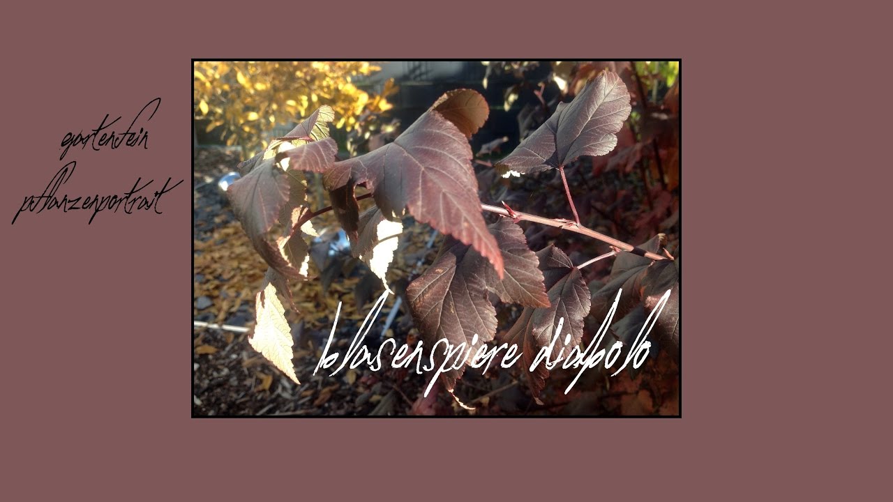 Physocarpus opulifolius | Blasenspiere Diabolo | Spiere | gartenfein [HD]