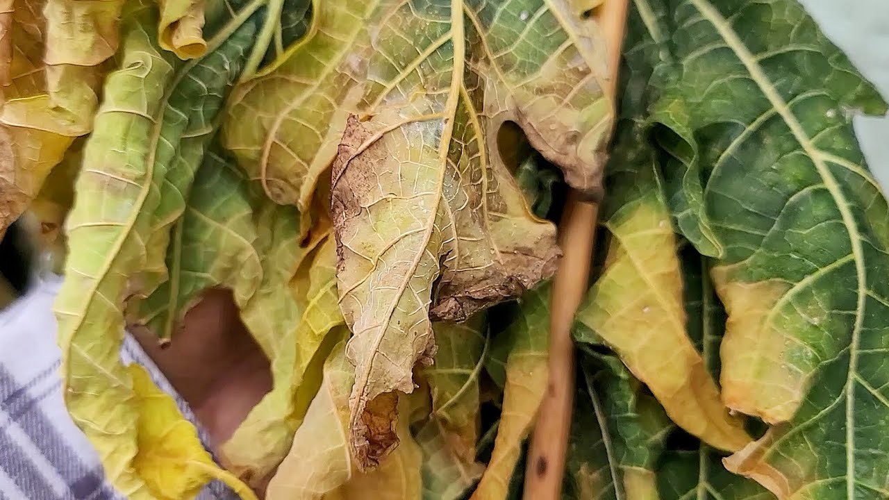 🌱 [Garden] Florida Freeze Garden Update Showing the Damage