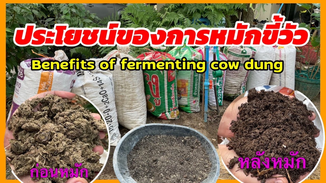 559 / ประโยชน์ของการหมักขี้วัว /Benefits of fermenting cow dung  @ตั้มเกษตรพอเพียง เกษตรมือใหม่