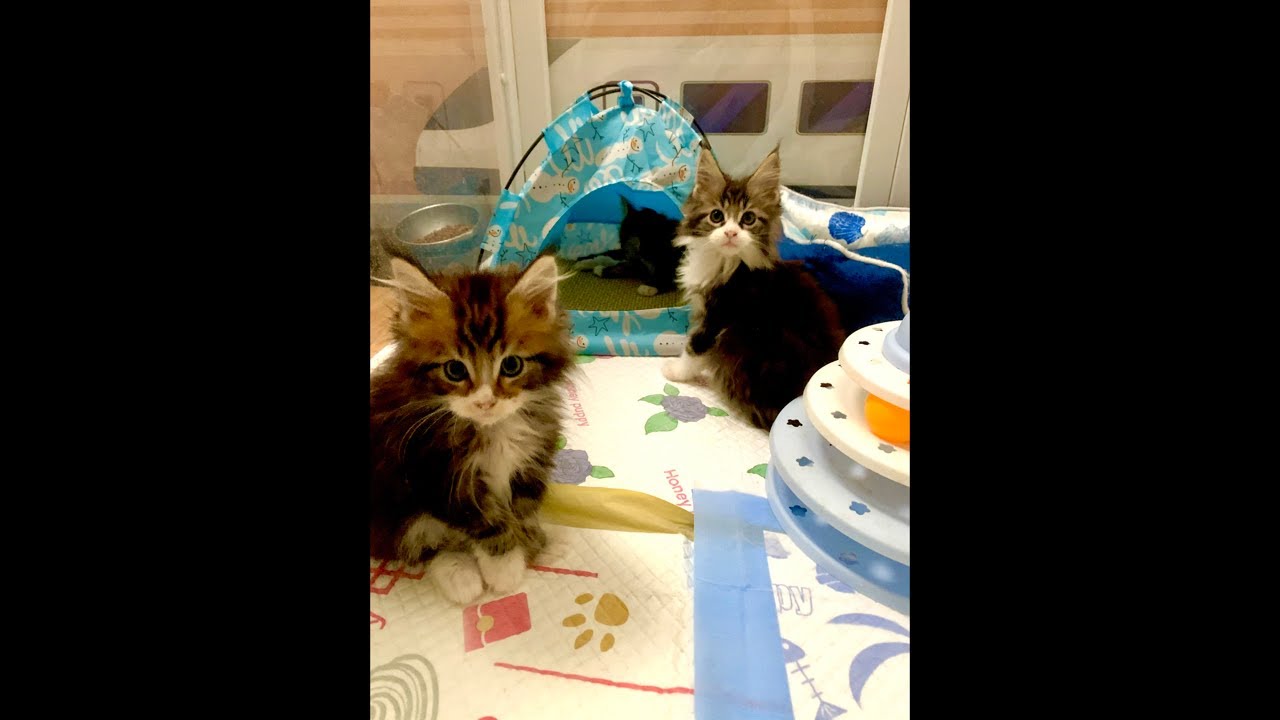 (Winter prep) 200 Days with Mama Bastet & Her Kittens: A Daily Life Livestream! 157 out of 200