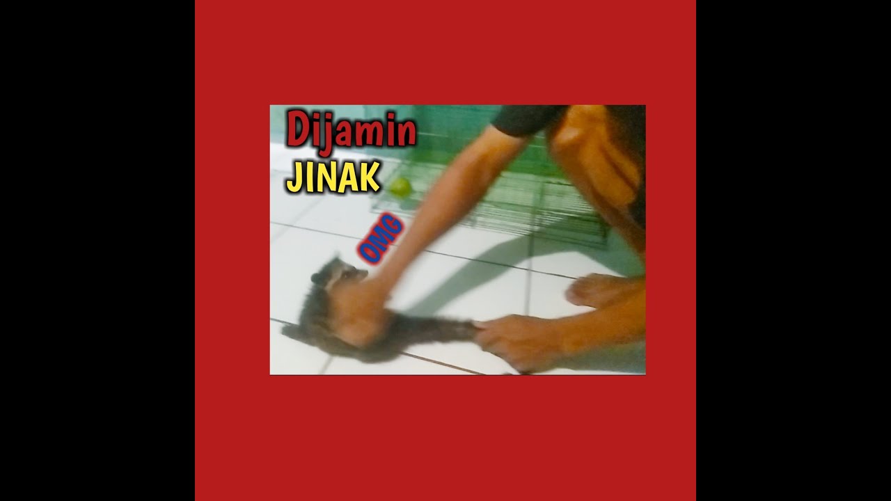 Cara menjinakan musang pandan/muspan usia 2-3 bulan