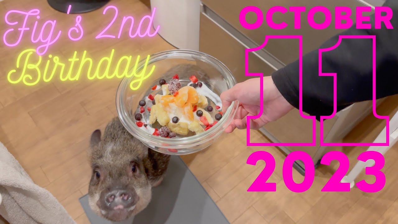 フィグ2歳になる／Fig's 2nd Birthday!!!!!【マイクロブタのフィグ】