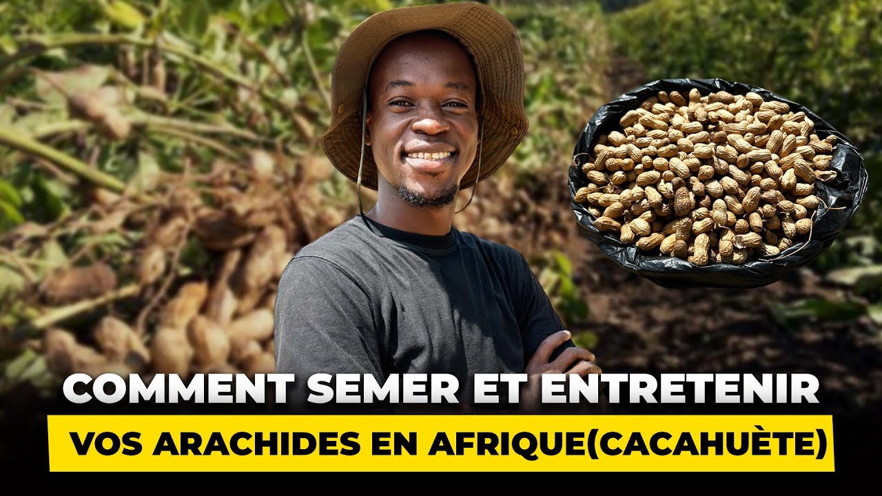 Comment semer et entretenir vos arachides (Cacahuètes ) en Afrique ?