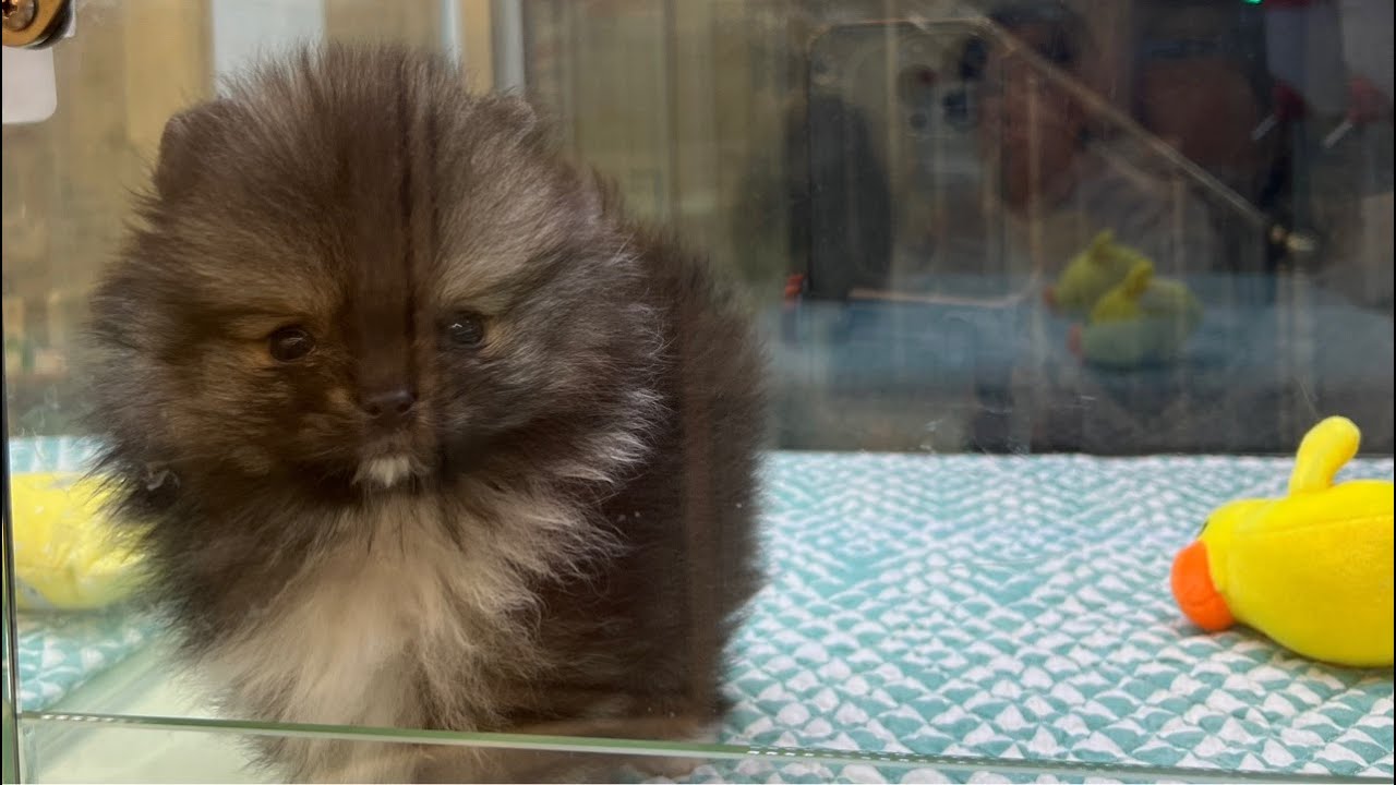 강아지❤️고양이 💕보러오세요~ 대구 경산 강아지 고양이 분양중