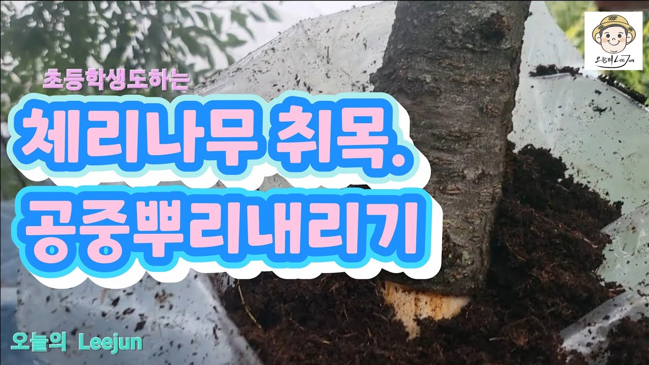 백프로 뿌리내리는기법 취목. 체리나무 대상으로