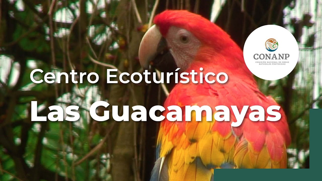 Las Guacamayas: centro ecoturístico a orillas del río Lacantún
