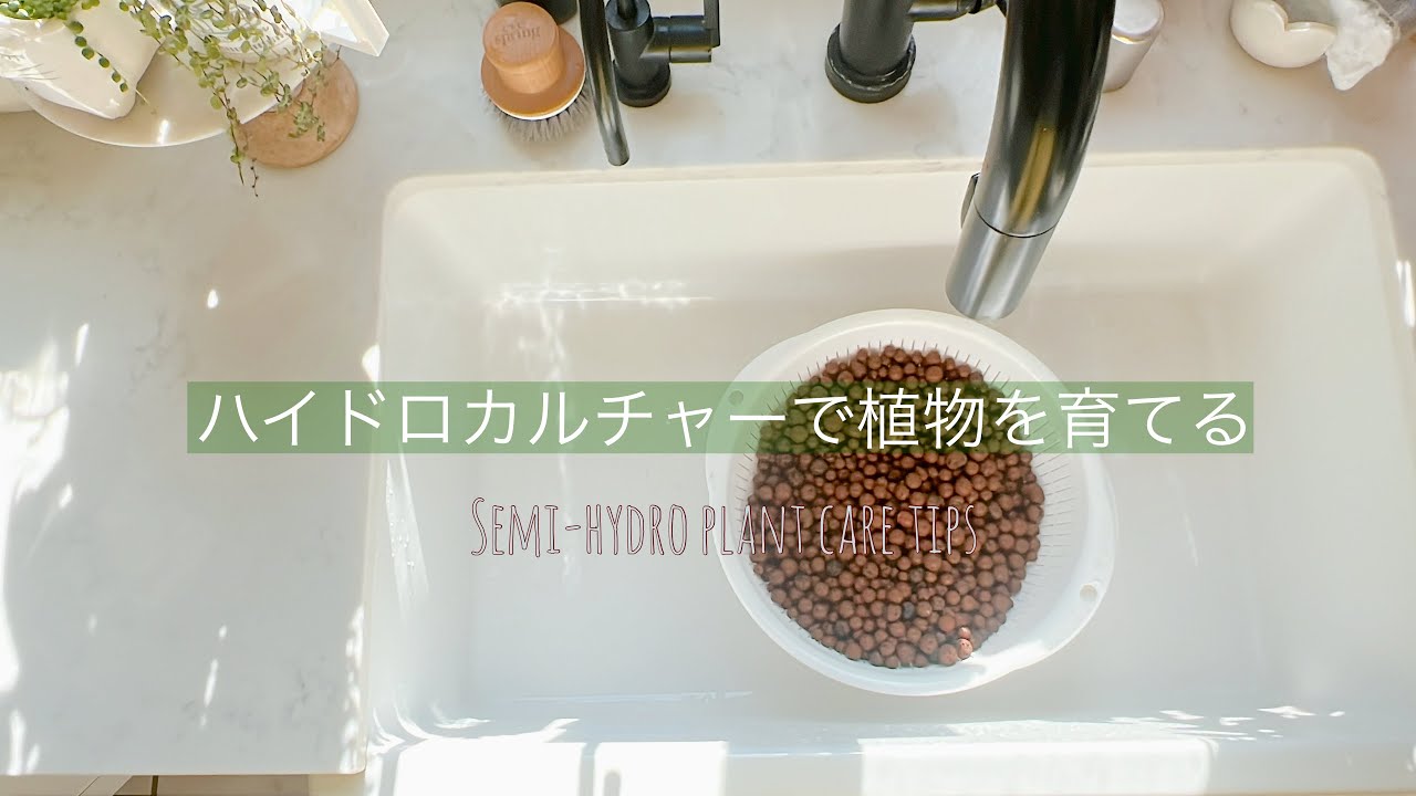 ハイドロカルチャーで植物を育てる Semi-hydro plant care tip
