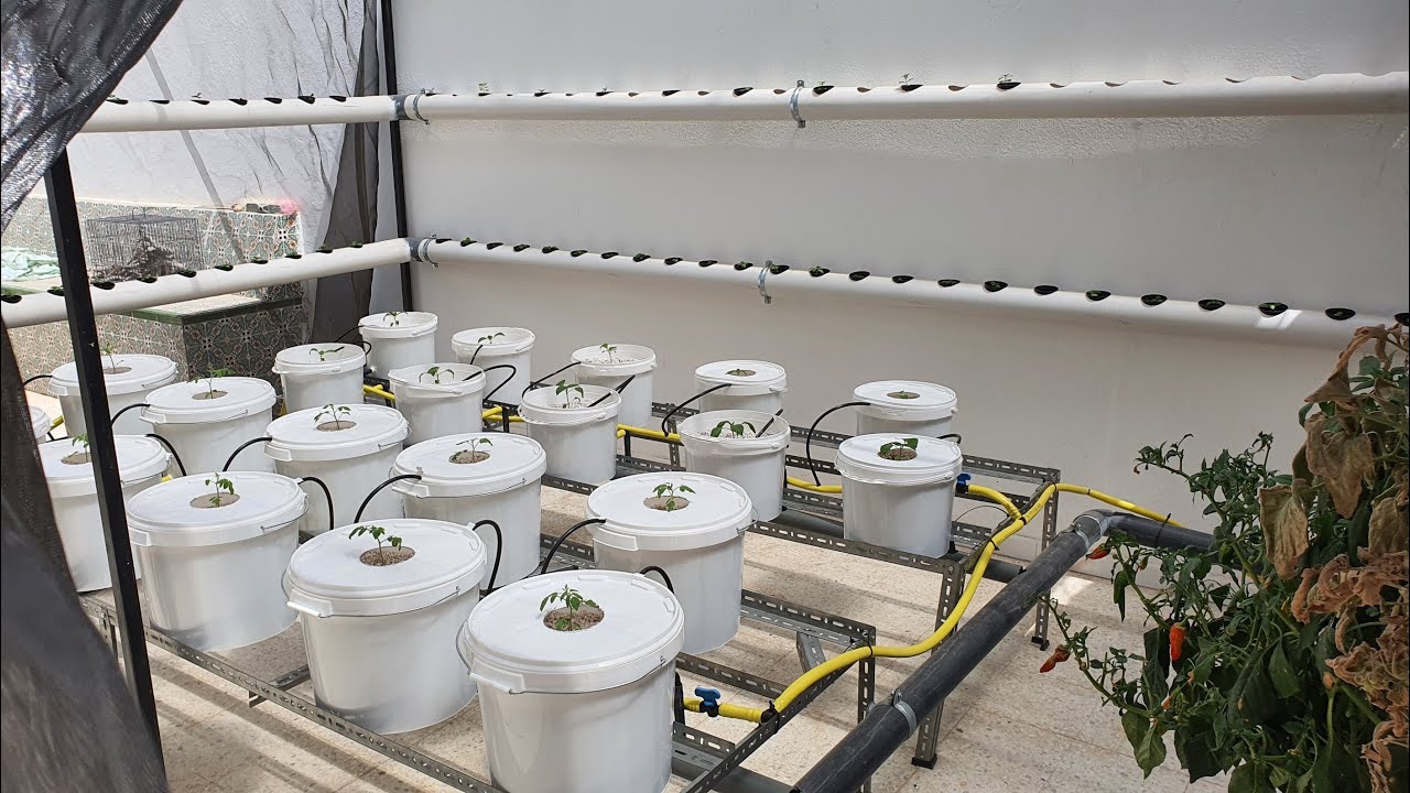 Mise en place d'une petite serre hydroponique avec deux systèmes (NFT & Dutch Bucket)