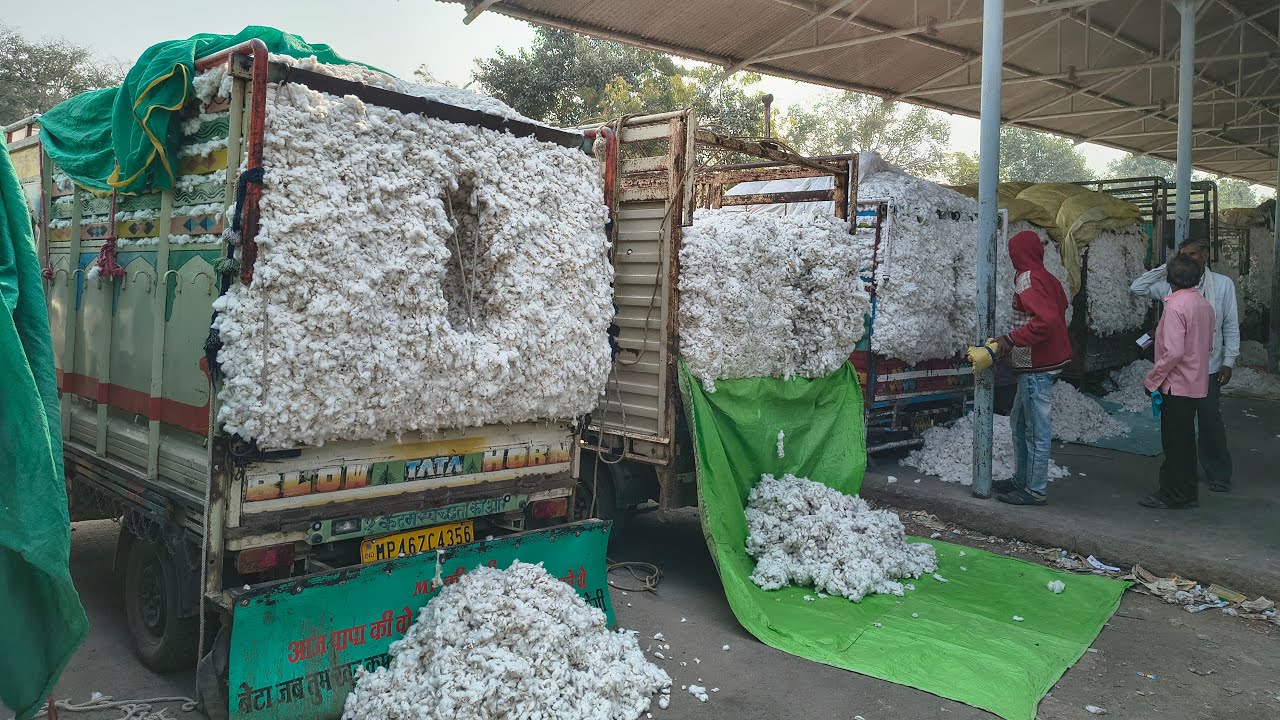20 जनवरी 2026 खेतिया कपास मंडी नीलामी बोली भाव