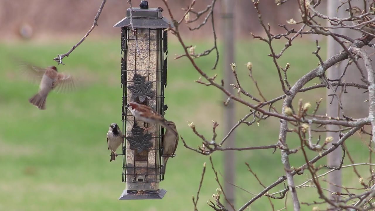 2026 #RELAXTATION - The ORIGINAL Channel -Afternoon ☀🐦BIRDS Feed in Stunning HD #noads #noai