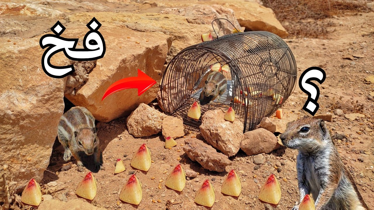 تجربة صيد السناجب 🐿️ بفخ غريب أو عجيب 😱 وغراء الفأران اللاصق 🐀🐀