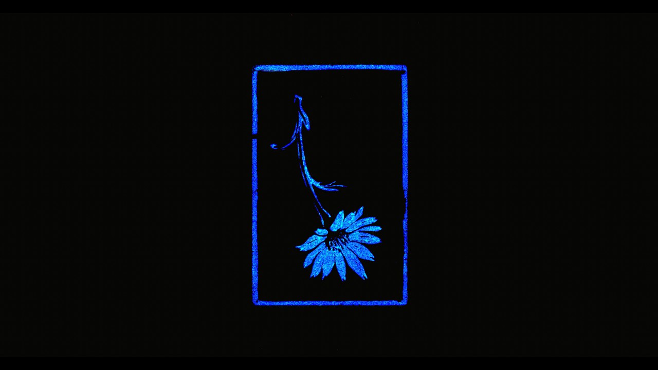 Wildflower (Official Visualiser)