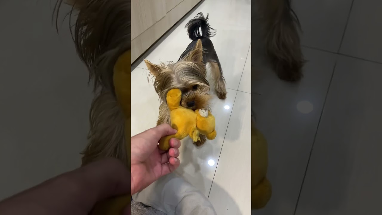 Вот такая злюка 😨 #minimia
