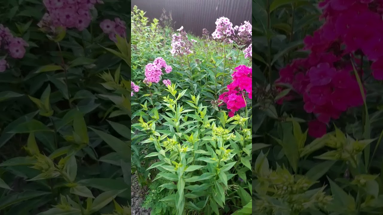 Flowers backyard datcha