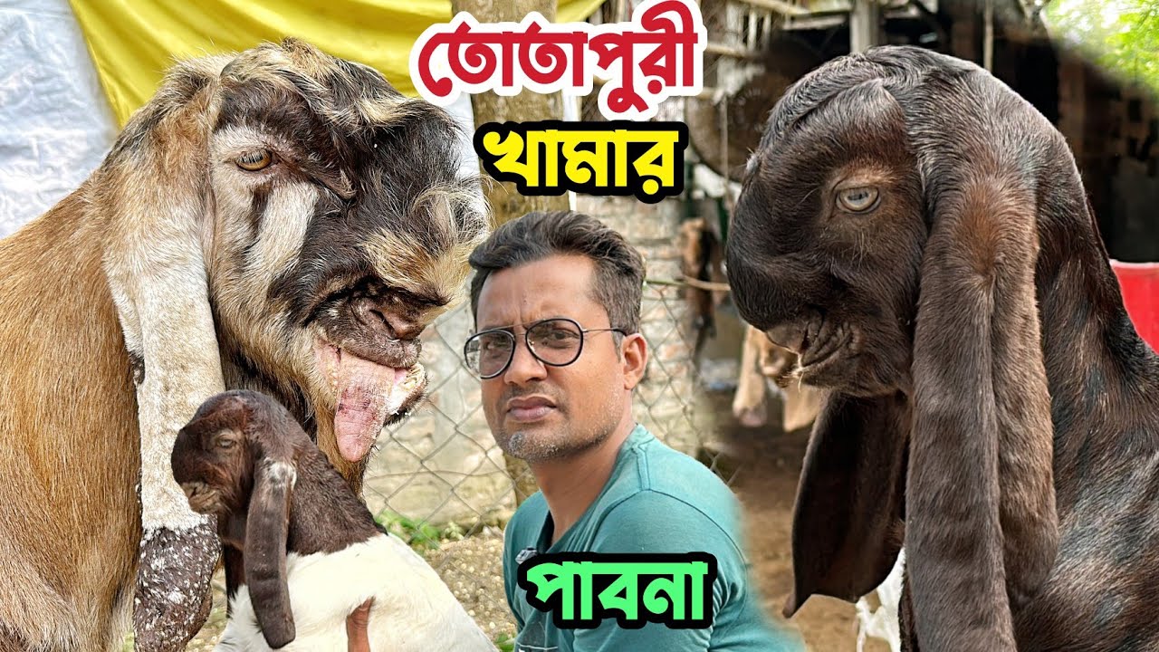 পাবনা ঈশ্বরদীর প্রান্তিক খামারীর কাছে তোতাপুরী গাভীন ছাগল তোতাপুরী বাচ্চা সহ মা ছাগল কিনুন। Totapuri
