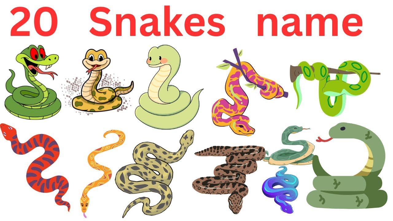 snakes name || learn Snake Names for Kids | Cobra, Python, Viper | Learn in English साँप के नाम