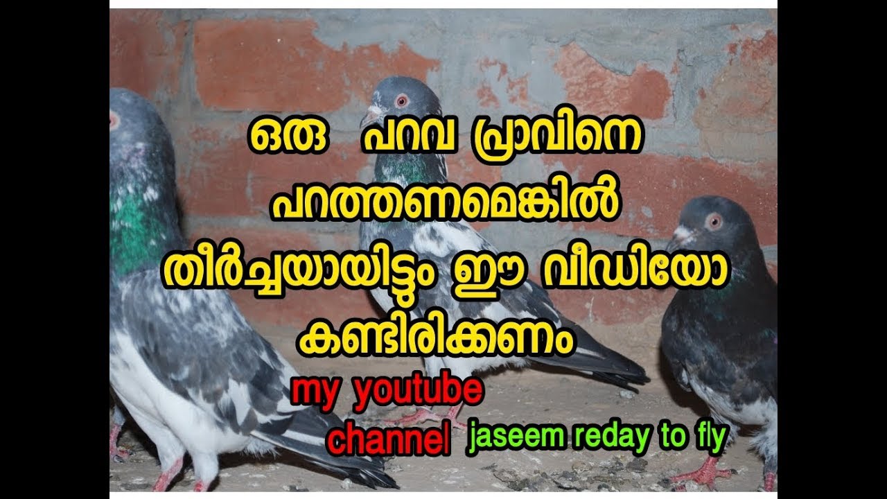 journey to tvm parava