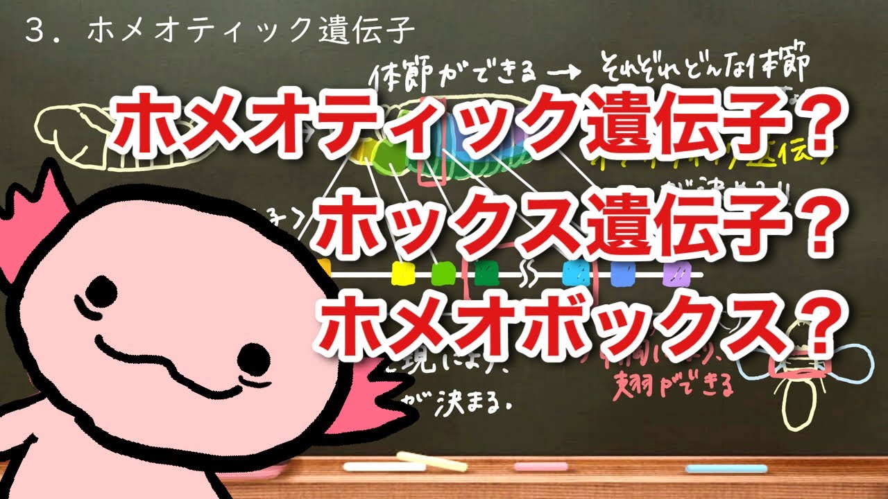 おうち生物　54.ショウジョウバエの体節決定【訂正あり　概要欄にて】 （ホメオティック遺伝子・ホックス遺伝子）