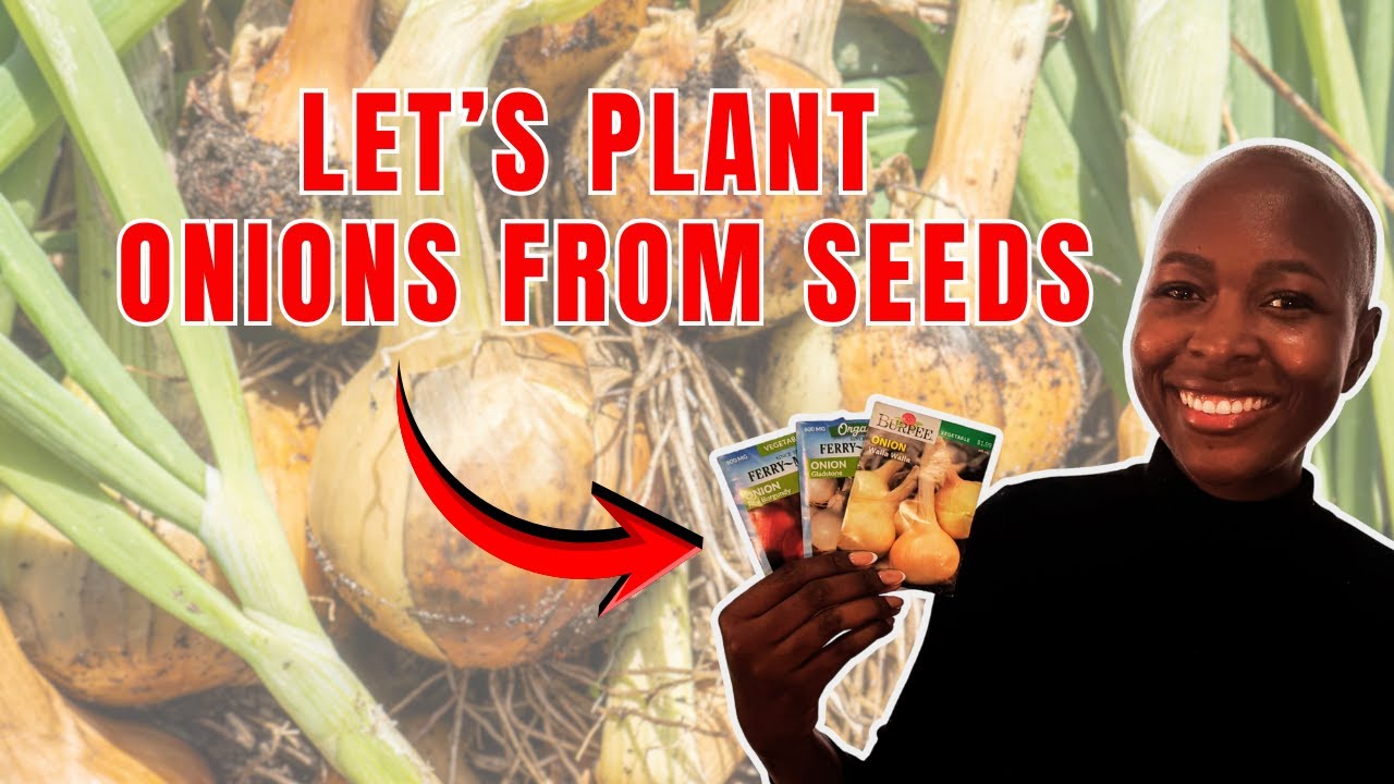 Planting Onions From Seed Today