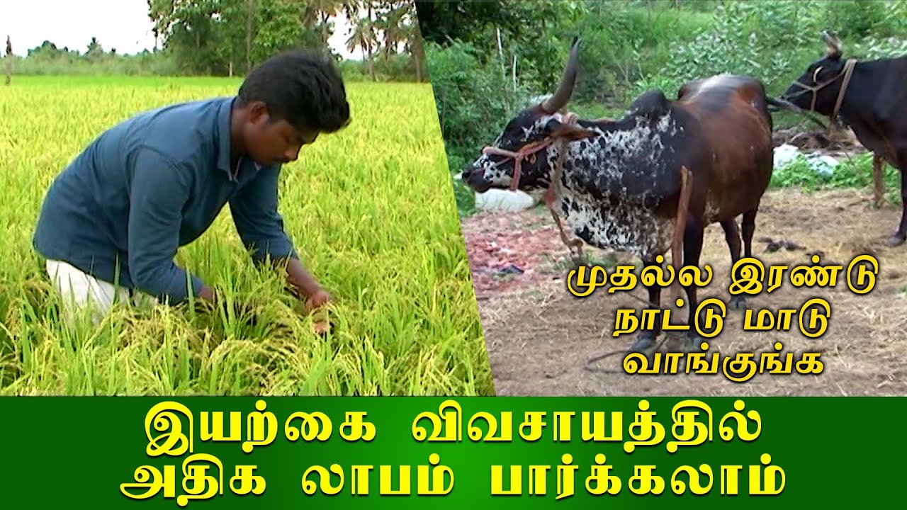 அதிக லாபம் தரும் தூயமல்லி நெல் சாகுபடி - இயற்கை விவசாயம் | Organic Vivasayi