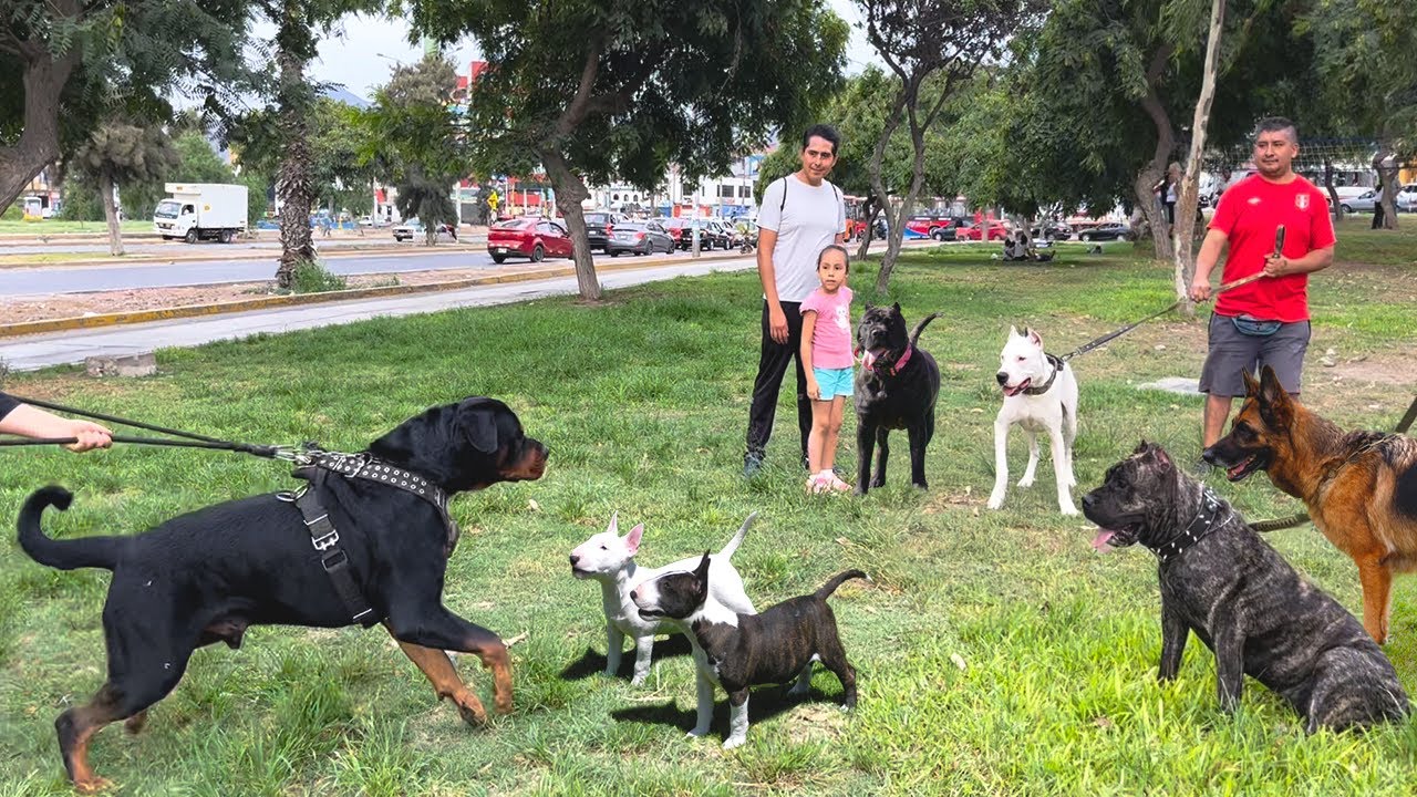 Saliendo a pasear con el ROTTWEILER más GRANDE de la ciudad