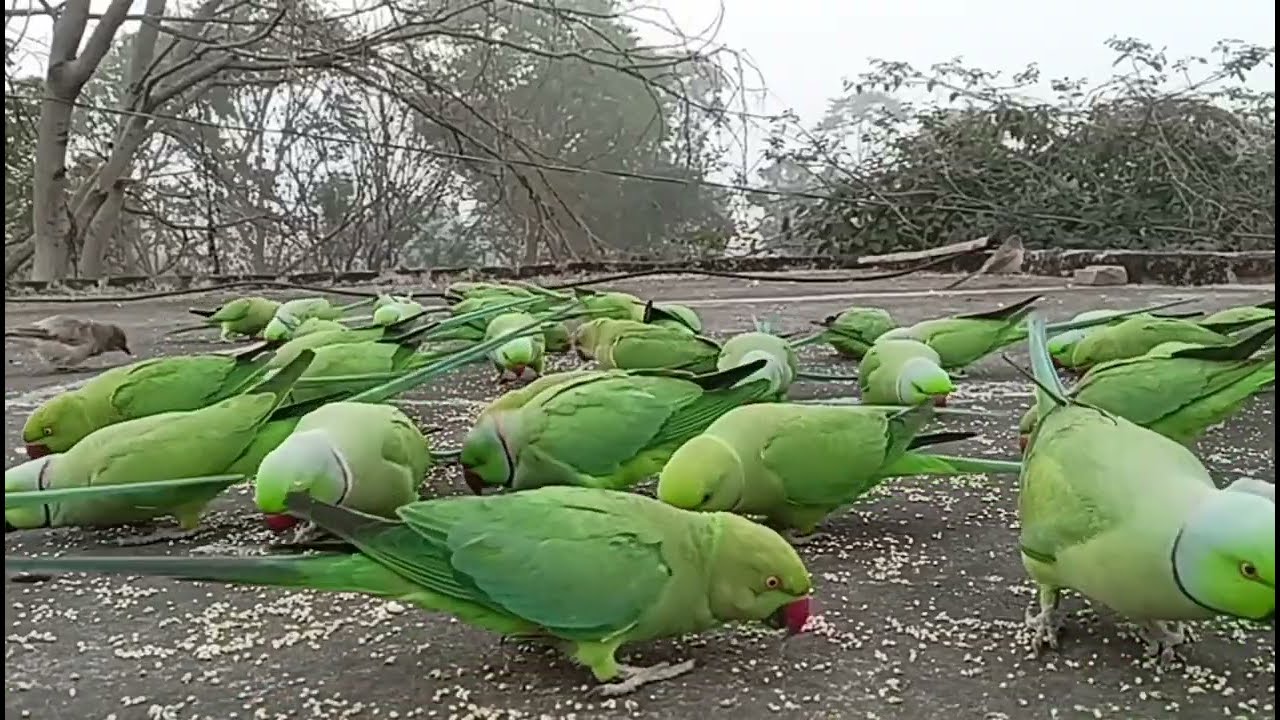 🤫🤫🦜🦜🤫🤫🦜🦜 पैरेट आज 
