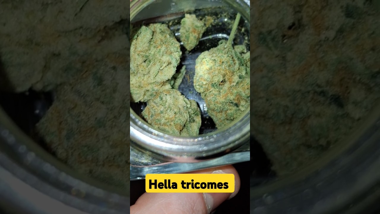 Check out this strain sugar shack #trending #foryou #reccomended #feed #tyga #popular #entertainment