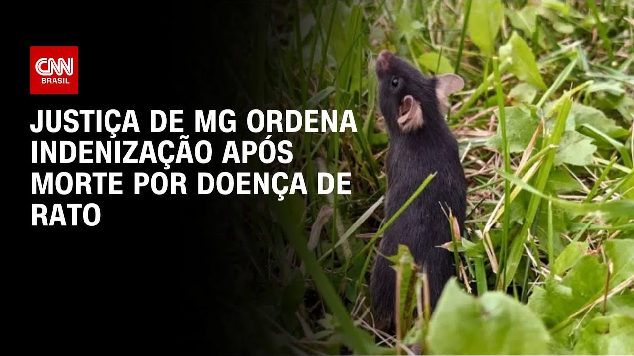 Doença transmitida por ratos: Justiça de MG ordena indenização após morte | LIVE CNN