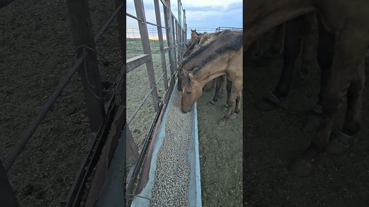 #жабы #horse #мугалжар #animals #природа #лошади #ат #тай #бордақылау #откорм #айғыр