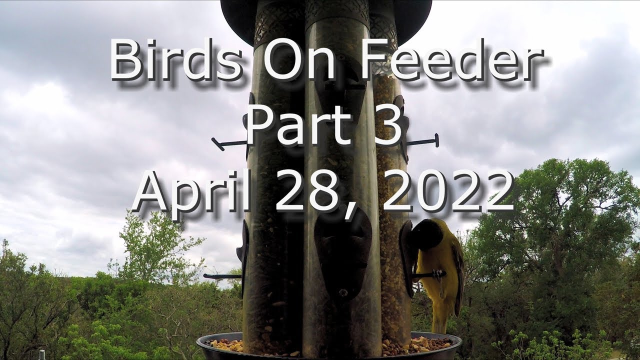 Birds On The Feeder Part 3 April 28, 2022 in 4K  #BirdsOnFeeder
