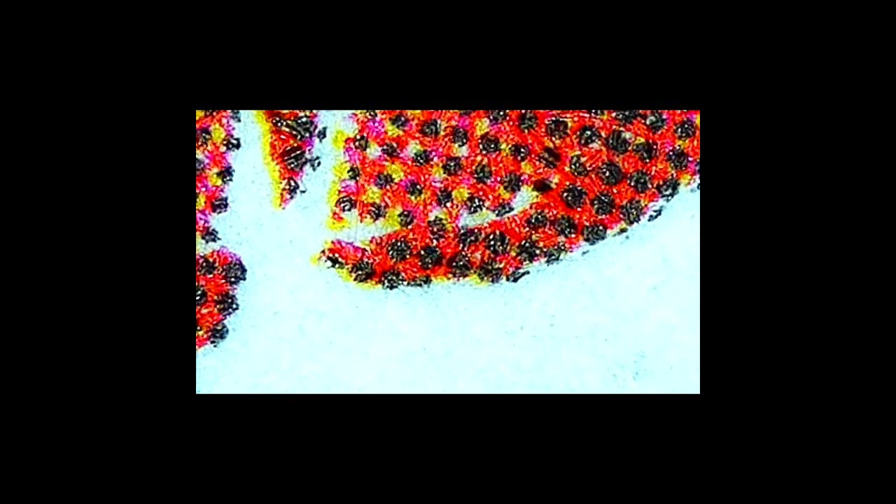 Hello Kitty Checkered Chiyogami Origami Paper Microscopic Zoom! #shorts