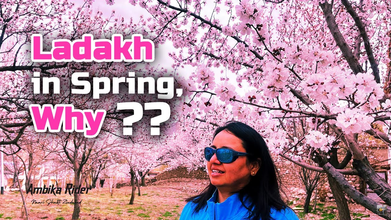Spring season  leh ladakh, Apricot blossom in lower Ladakh, Sham Valley in full bloom , Apricot Fest