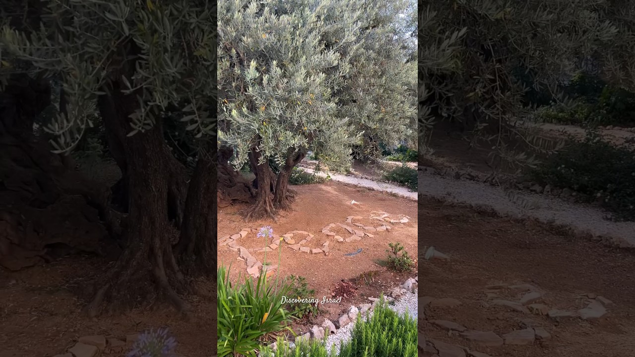 Garden of Gethsemane on the Mount of Olives in Jerusalem, Israel 2024