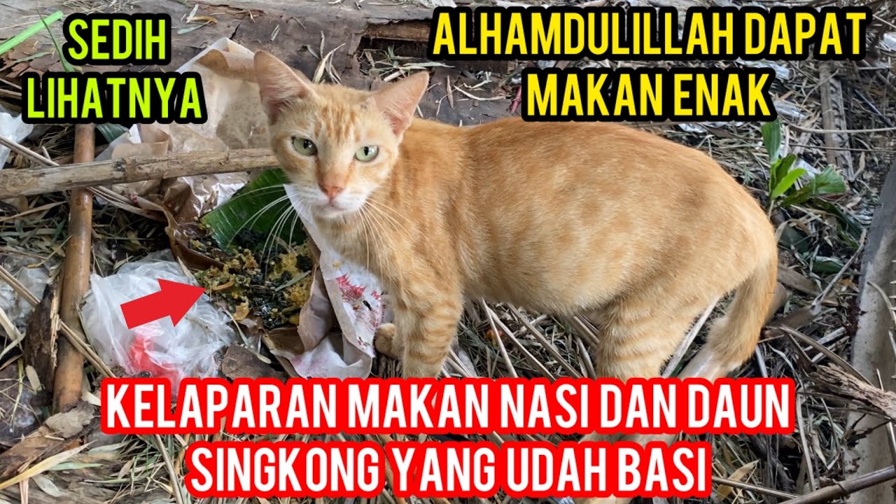Astagfirullah Kucing Kelaparan Cuma Makan Nasi Dan Daun Singkong Basi ‼️